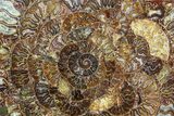 Composite Plate Of Agatized Ammonite Fossils #77779-1